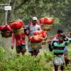 Lemon Farmers, by Saniar Rahman Rahul - Documentary Photography, Photojournalism, Photography Awards, Award Winning Photo,  Art Photography