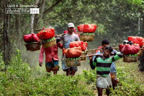 Lemon Farmers, by Saniar Rahman Rahul - Documentary Photography, Photojournalism, Photography Awards, Award Winning Photo, Art Photography