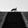 Dog on Top of Stairs, by Thomas Lianos - Street Photography, Photography Award, Photo of the Day,  Photography,  Award Winning Photo