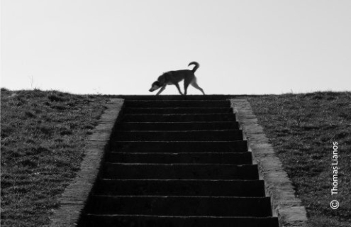 Dog on Top of Stairs, by Thomas Lianos - Street Photography, Photography Award, Photo of the Day,  Photography,  Award Winning Photo