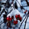 Close-Up Photography, Nature Photography, Photo of the Day, Photography Awards, Art Photography – Snow on Rose Hips, by Lothar Seifert Snow on Rose Hips, by Lothar Seifert - Close-Up Photography, Nature Photography, Photo of the Day, Photography Awards, Art Photography