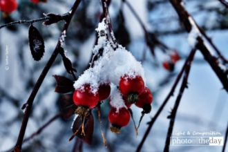 Snow on Rose Hips, by Lothar Seifert
