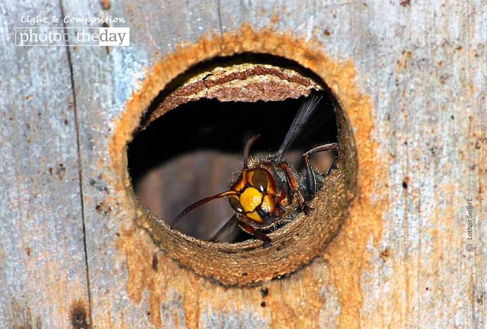 Close-up Photography, Nature Photography, Macro Photography, Photo of the Day, Award Winning Photography - Hornets in My Garden, by Lothar Seifert Hornets in My Garden, by Lothar Seifert - Close-up Photography, Nature Photography, Macro Photography, Photo of the Day, Award Winning Photography