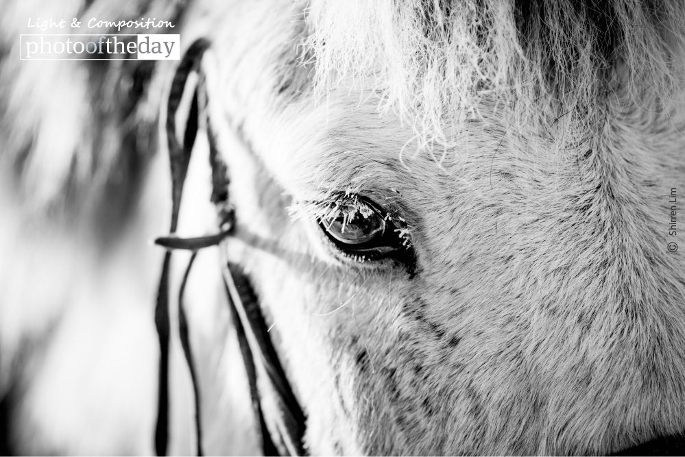 Frosted, by Shirren Lim - Wildlife Photography, Photo of the Day, Award Winning Photography, Shirren Lim, Photography Courses