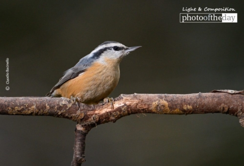 Red Breasted Nuthatch, by Claudio Bacinello - Wildlife Photography, Nature Photography, Red Breasted Nuthatch, Claudio Bacinello, Photo of the Day