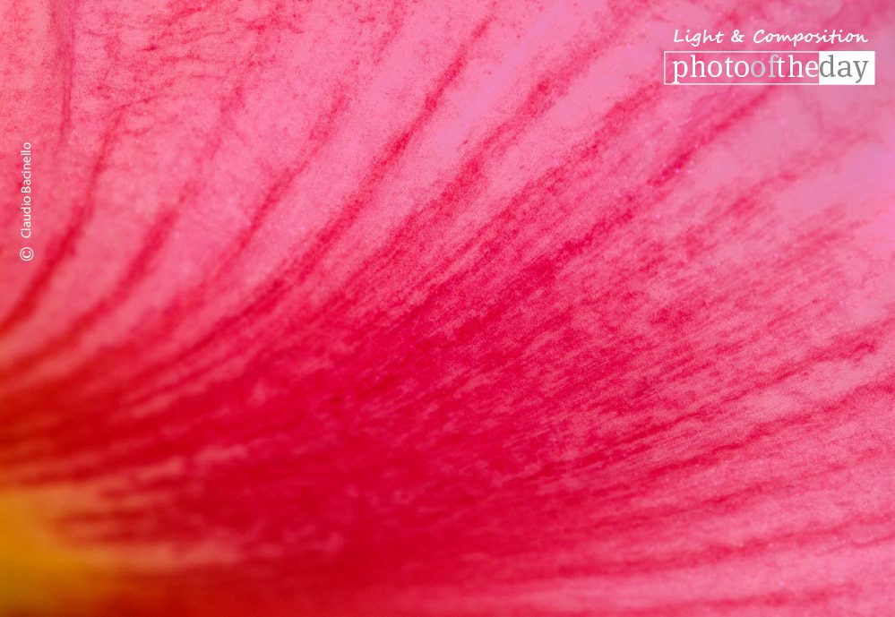Spark of Life, by Claudio Bacinello - Close-up Photography, Art Photography, Photo of the Day, Photography Awards, Online Photography Courses