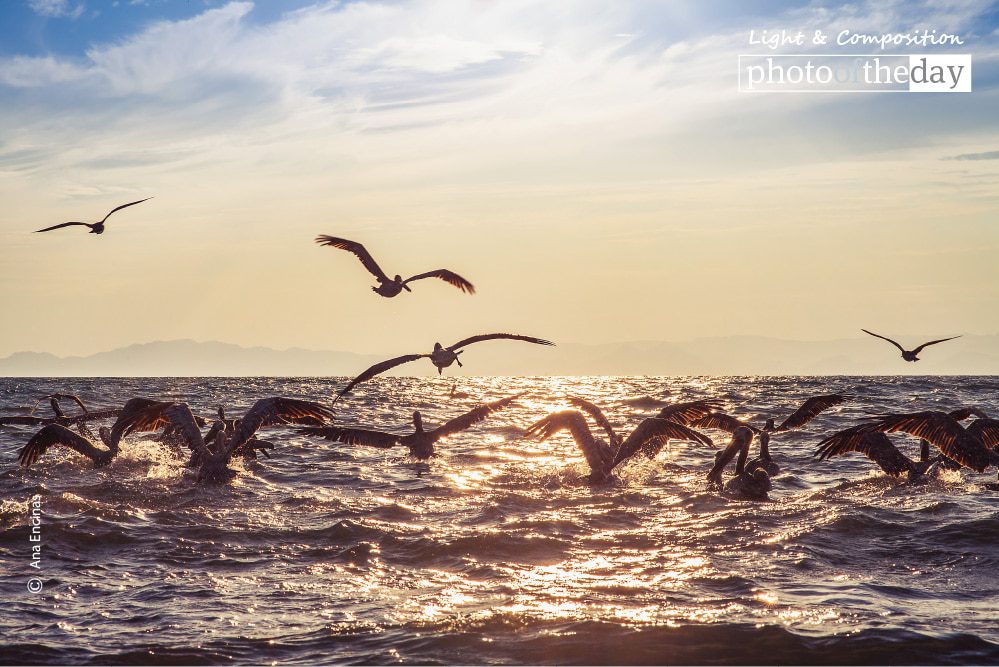 Pelicans, by Ana Encinas - Wildlife Photography, Photo of the Day, Photography Award, Pelicans, Ana Encinas