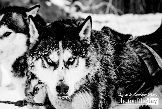 Wildlife Photography, Photo of the Day, Award Winning Photography, Shirren Lim, Photography Awards - Pack Leader, by Shirren Lim Pack Leader, by Shirren Lim - Wildlife Photography, Photo of the Day, Award Winning Photography, Shirren Lim, Photography Awards