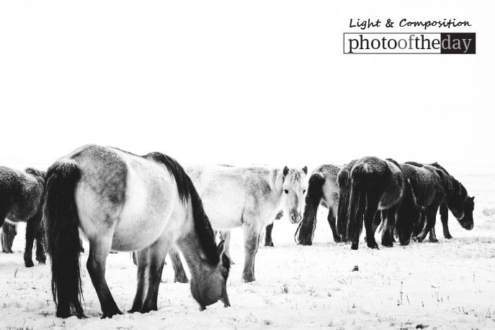 Spirit, by Shirren Lim - Wildlife Photography, Photo of the Day, Photography Awards, Shirren Lim, Mongolia