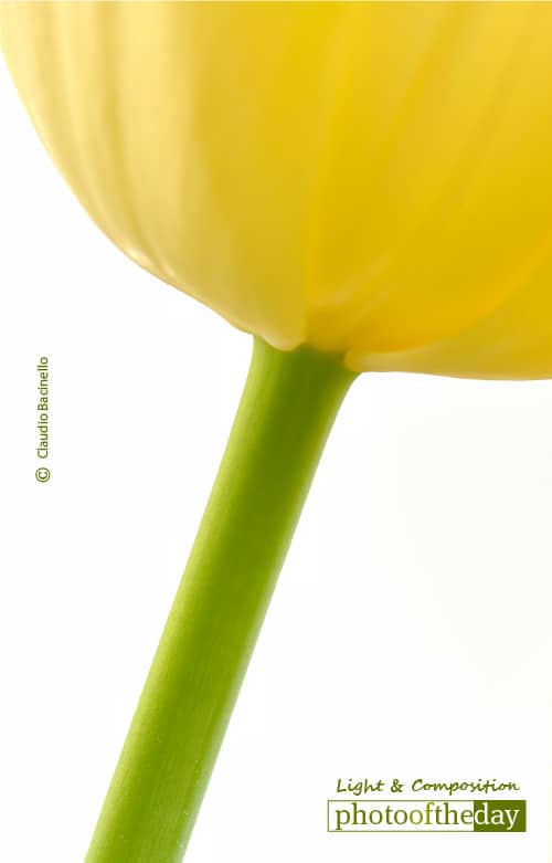 A Bright New Day, by Claudio Bacinello - Close-Up Photography, Photography Awards, Art Photography, Photo of the Day, Online Photography Courses