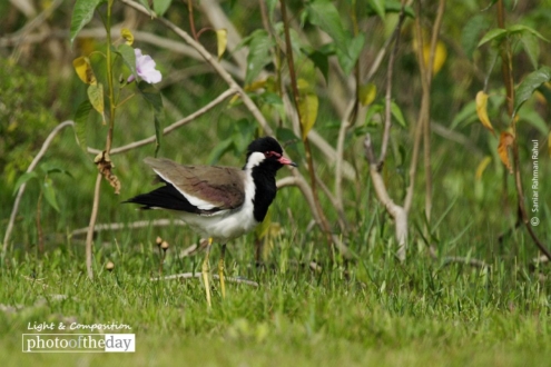 Red-wattled Lapwing, by Saniar Rahman Rahul - Red-wattled Lapwing, Wildlife Photography, Photo of the Day, Photography Awards, Nature Photography