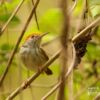 Female Dark Necked Tailorbird, by Saniar Rahman Rahul - Wildlife Photography, Photo of the Day, Dark-Necked Tailorbird, Nature Photography, Photography Awards