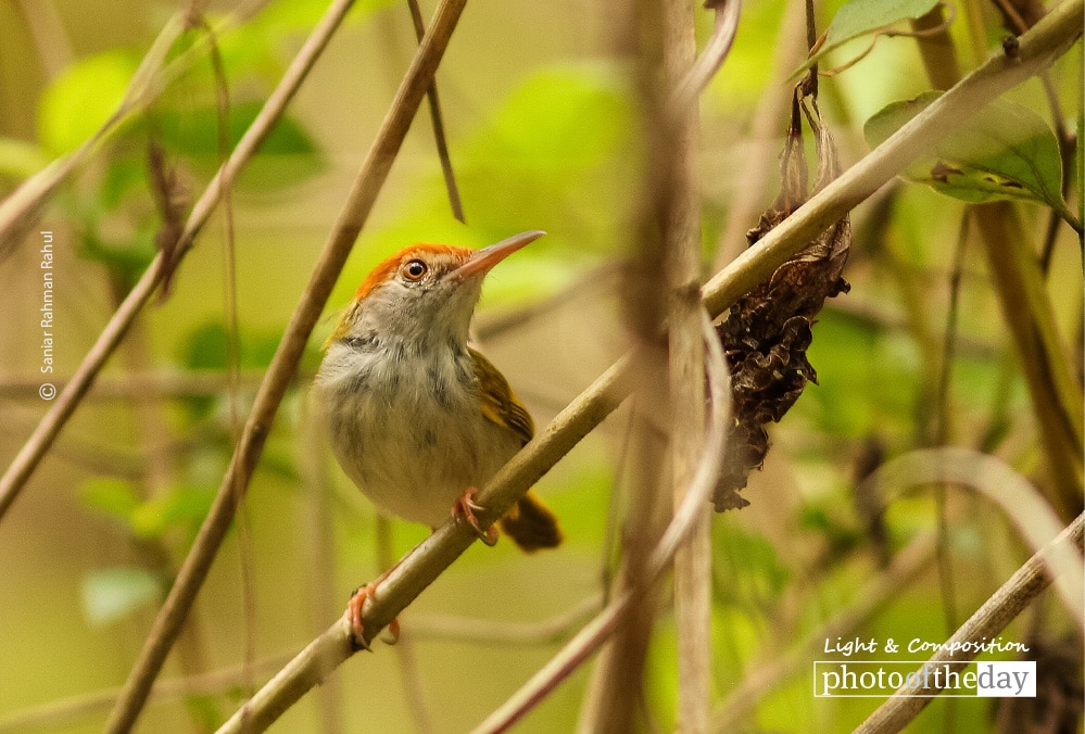 Female Dark Necked Tailorbird, by Saniar Rahman Rahul - Wildlife Photography, Photo of the Day, Dark-Necked Tailorbird, Nature Photography, Photography Awards