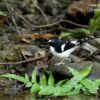 Wildlife Photography, Photo of the Day, Photography Awards, Nature Photography, Saniar Rahman Rahul – Black-backed Forktail, by Saniar Rahman Rahul Black-backed Forktail, by Saniar Rahman Rahul - Wildlife Photography, Photo of the Day, Photography Awards, Nature Photography, Saniar Rahman Rahul