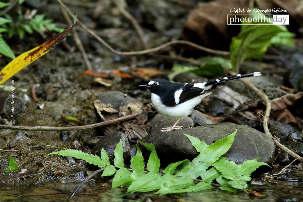 Black-backed Forktail, by Saniar Rahman Rahul - Wildlife Photography, Photo of the Day, Photography Awards, Nature Photography, Saniar Rahman Rahul