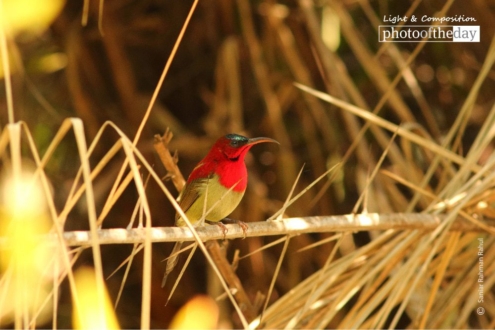 Crimson Sunbird, by Saniar Rahman Rahul - Wildlife Photography, Photo of the Day, Photography Award, Crimson Sunbird, Saniar Rahman Rahul
