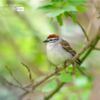 Chipping Sparrow, by Claudio Bacinello - Wildlife Photography, Nature Photography, Photo of the Day, Photography Award, Claudio Bacinello
