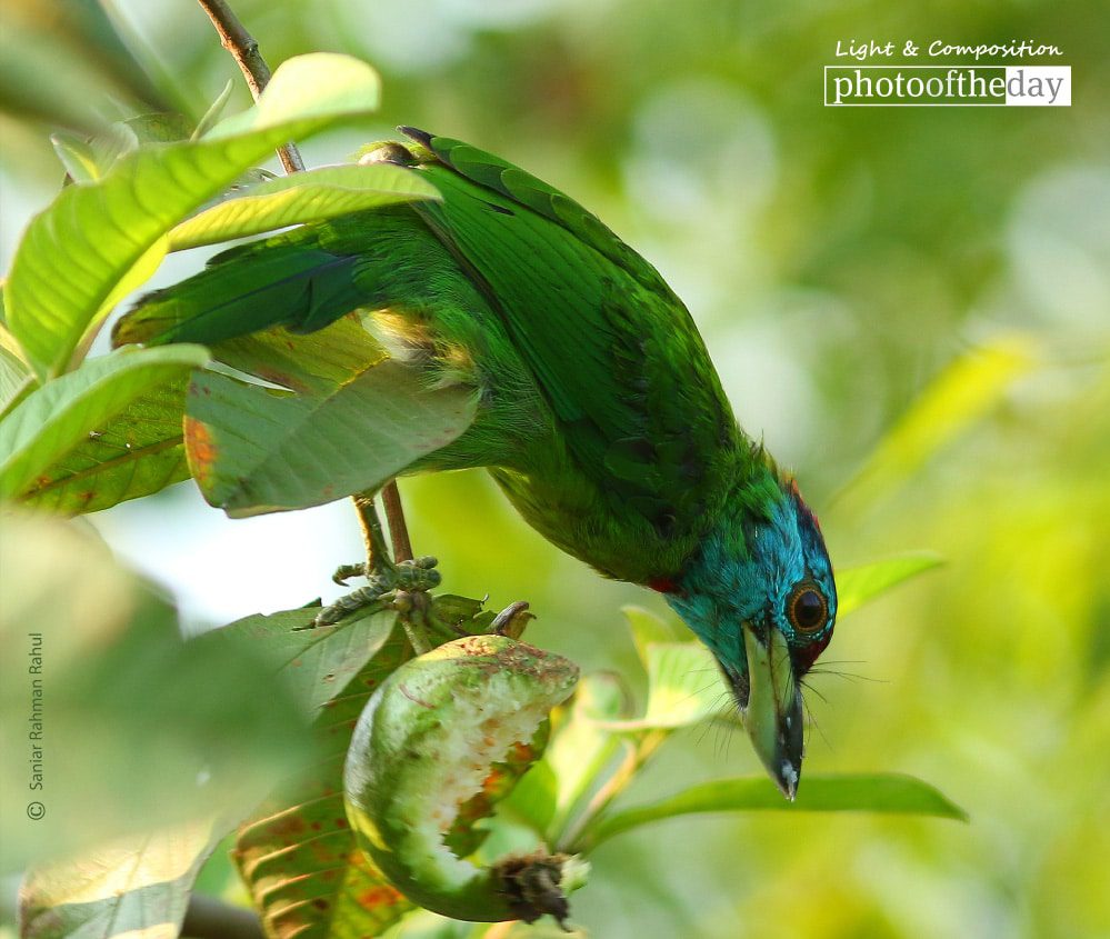 Blue Throated Barbet, by Saniar Rahman Rahul - Wildlife Photography, Photo of the Day, Blue Throated Barbet, Photography Awards,  Nature Photography