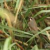 Wildlife Photography, Photo of the Day, Photography Awards, Nature Photography, Light & Composition University – Siberian Rubythroat, by Saniar Rahman Rahul Siberian Rubythroat, by Saniar Rahman Rahul - Wildlife Photography, Photo of the Day, Photography Awards, Nature Photography, Light & Composition University