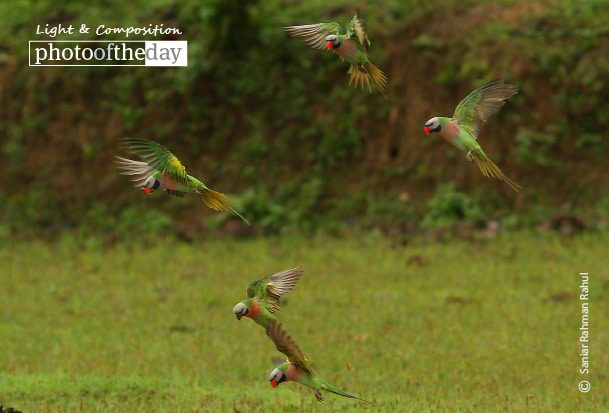Red-breasted Parakeet, by Saniar Rahman Rahul - Wildlife Photography, Red-breasted Parakeet, Nature Photography, Photo of the Day, Photography Awards