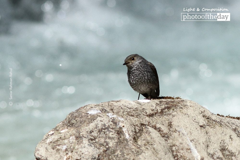 Female Plumbeous Water Redstart, by Saniar Rahman Rahul - Wildlife Photography, Photo of the Day, Bird Photography, Photography Awards, Light & Composition
