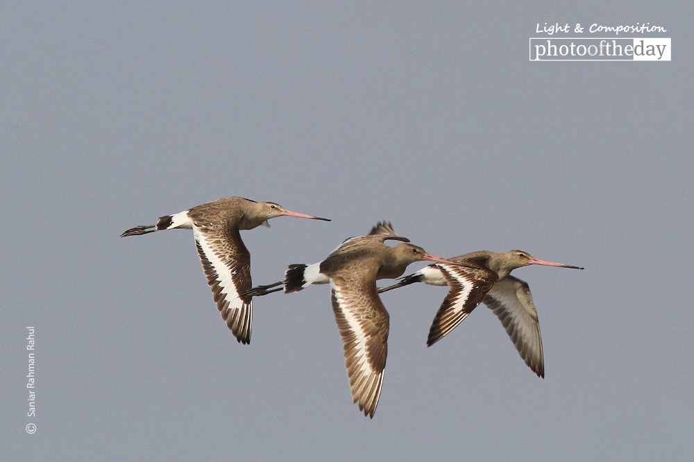 Black-tailed Godwit in Flight, by Saniar Rahman Rahul - Wildlife Photography, Photography Awards, Photo of the Day, Black-tailed Godwit, Nature Photography