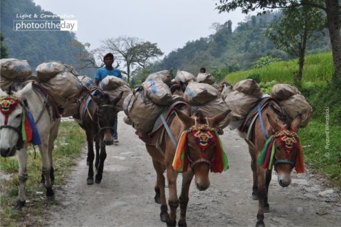 Down the Track by Ryszard Wierzbicki - Travel Photography, Award Winning Photography, Photo of the Day, Annapurna, Ryszard Wierzbicki