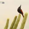 Wildlife Photography, Photo of the Day, Nature Photography, Photography Awards, Light & Composition University – Crested Bunting, by Saniar Rahman Rahul Crested Bunting, by Saniar Rahman Rahul - Wildlife Photography, Photo of the Day, Nature Photography, Photography Awards, Light & Composition University
