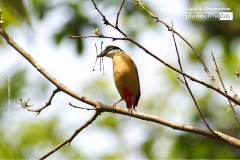 Pitta Brachyuran, by Saniar Rahman Rahul - Wildlife Photography, Photography Award, Photo of the Day, Pitta Brachyuran, Nature Photography