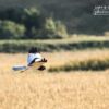 Pied Harrier, by Saniar Rahman Rahul - Wildlife Photography, Photo of the Day, Photography Award, Pied Harrier, Nature Photography
