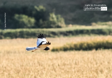 Pied Harrier, by Saniar Rahman Rahul - Wildlife Photography, Photo of the Day, Photography Award, Pied Harrier, Nature Photography