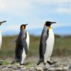 Wildlife Photography, Photo of the Day, Award Winning Photography, Claudio Bacinello, Patagonia – Emperors on Abbey Road, by Claudio Bacinello Emperors on Abbey Road, by Claudio Bacinello - Wildlife Photography, Photo of the Day, Award Winning Photography, Claudio Bacinello, Patagonia