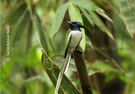 Asian Paradise-Flycatcher, by Saniar Rahman Rahul - Wildlife Photography, Asian Paradise-Flycatcher, Photo of the Day, Photography Awards, Nature Photography
