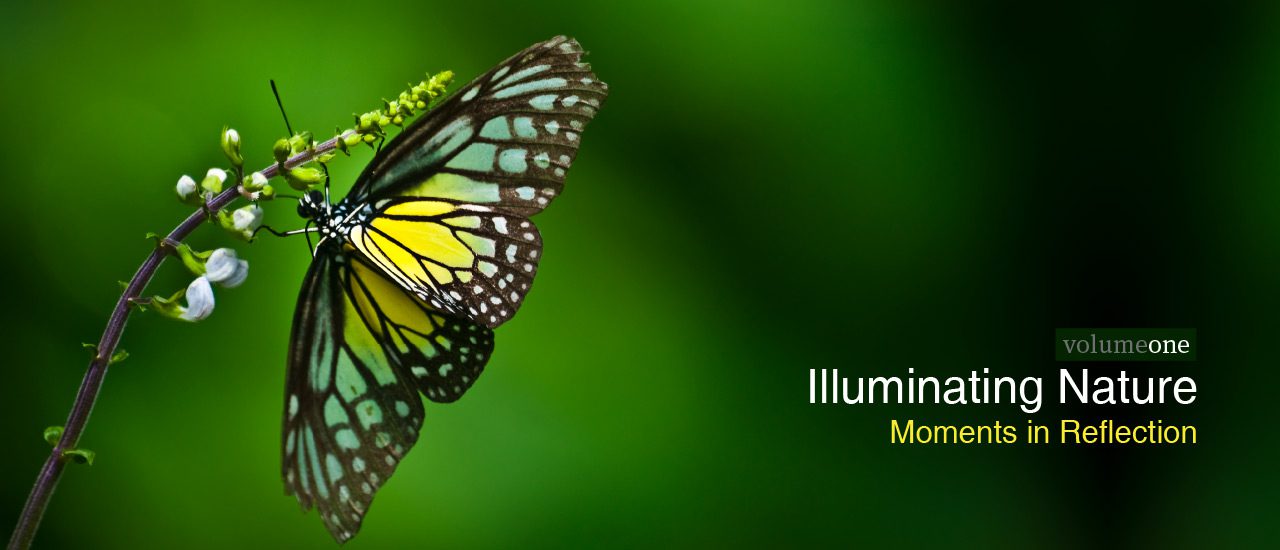 Illuminating Nature, Volume One - Nature Photography, Fine Art Photography, Photo Book, Photography Publication, Nasrul Eam