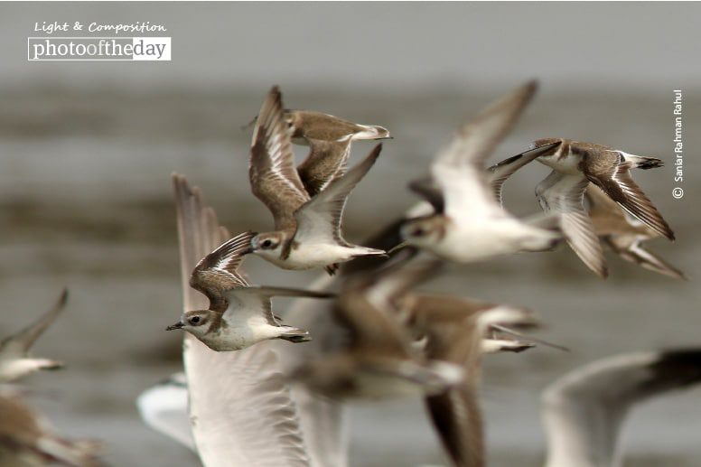 Lesser Sand Plover, by Saniar Rahman Rahul - Wildlife Photography, Lesser Sand Plover, Photo of the Day, Photography Awards, Nature Photography