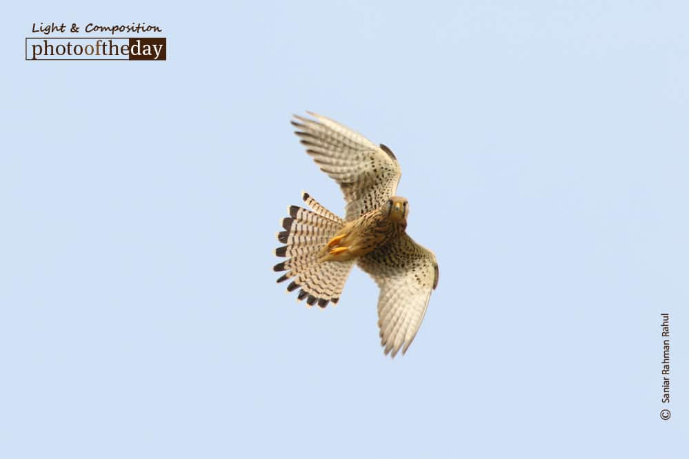 A Common Kestrel Hovering, by Saniar Rahman Rahul - Wildlife Photography, Photo of the Day, Common Kestrel, Photography Awards, Light & Composition