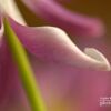Floral Abstract, by Claudio Bacinello - Abstract Photography, Macro Photography, Nature Photography, Photo of the Day, Claudio Bacinello