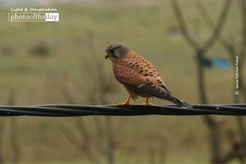 The Common Kestrel, by Saniar Rahman Rahul - Wildlife Photography, Photo of the Day, Common Kestrel, Photography Awards, Online Photography Courses