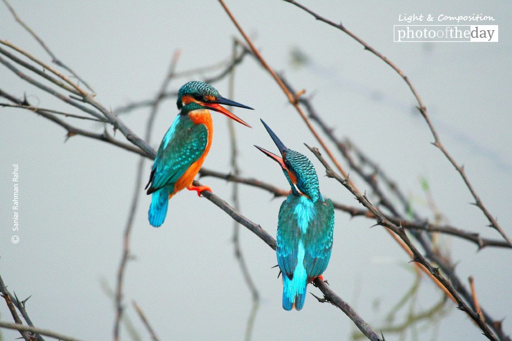 Kingfishers Arguing, by Saniar Rahman Rahul - Wildlife Photography, Photo of the Day, Photography Awards, Kingfishers, Photojournalism