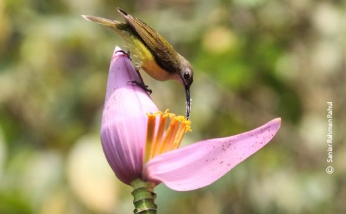 Little Spiderhunter, by Saniar Rahman Rahul - Wildlife Photography, Photo of the Day, Photography Awards, Nature Photography, Bird Photography