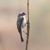 Wildlife Photography, Photo of the Day, Nature Photography, Bird Photography, Saniar Rahman Rahul – Grey Bushchat, by Saniar Rahman Rahul Grey Bushchat, by Saniar Rahman Rahul - Wildlife Photography, Photo of the Day, Nature Photography, Bird Photography, Saniar Rahman Rahul