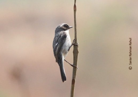 Grey Bushchat, by Saniar Rahman Rahul - Wildlife Photography, Photo of the Day, Nature Photography, Bird Photography, Saniar Rahman Rahul