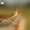 Wildlife Photography, Photo of the Day, Photography Awards, Nature Photography, Paddyfield Pipit – The Paddyfield Pipit, by Saniar Rahman Rahul The Paddyfield Pipit, by Saniar Rahman Rahul - Wildlife Photography, Photo of the Day, Photography Awards, Nature Photography, Paddyfield Pipit