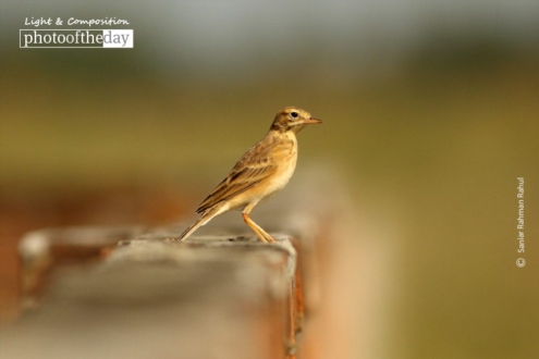 The Paddyfield Pipit, by Saniar Rahman Rahul - Wildlife Photography, Photo of the Day, Photography Awards, Nature Photography, Paddyfield Pipit