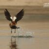 The Ruddy Shelduck, by Saniar Rahman Rahul - Wildlife Photography, Photojournalism, Photography Awards, Photo of the Day, Nature Photography