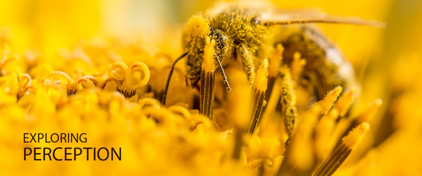 Exploring Perception - Photography Course, Online Photography Courses, Photography Education, Visual Storytelling, Perception