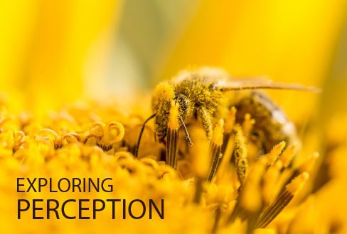 Exploring Perception - Photography Course, Online Photography Courses, Photography Education, Visual Storytelling, Perception