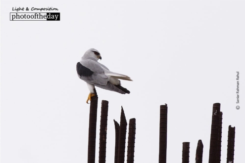 The Black Shoulder Kite, by Saniar Rahman Rahul - Black Shoulder Kite, Wildlife Photography, Photo of the Day, Photography Awards, Light & Composition