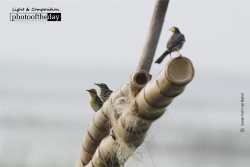 The Rossy Pipit and Yellow Warblers, by Saniar Rahman Rahul - Wildlife Photography, Nature Photography, Photo of the Day, Bird Photography, Photography Awards