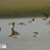 Wildlife Photography, Photo of the Day, Terek Sandpiper, Photography Awards, Light & Composition – Terek Sandpiper, by Saniar Rahman Rahul Terek Sandpiper, by Saniar Rahman Rahul - Wildlife Photography, Photo of the Day, Terek Sandpiper, Photography Awards, Light & Composition